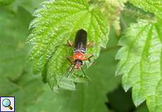 Rotschwarzer Weichkäfer (Soldier Beetle, Cantharis pellucida)