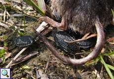 Runzeliger Aaskäfer (Thanatophilus rugosus)