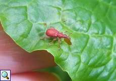 Sauerampfer-Spitzmausrüssler (Red Apion Weevil, Apion frumentarium)