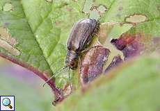 Schneeballblattkäfer (Viburnum Leaf Beetle, Pyrrhalta viburni)
