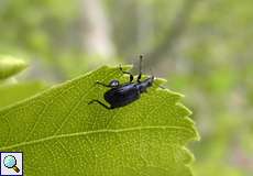 Schwarzer Birkenblattroller (Birch Leaf Roller, Deporaus betulae)