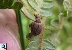 Schwarzfleckiger Kranzrüssler (Nut Leaf Weevil, Strophosoma melanogrammum)