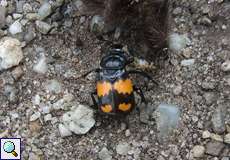 Schwarzhörniger Totengräber (Burying Beetle, Nicrophorus vespilloides)