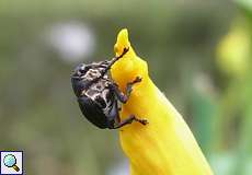 Schwertlilienrüssler (Iris Seed Weevil, Mononychus punctumalbum)