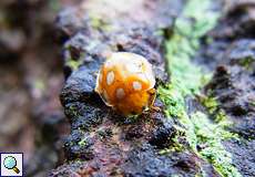 Sechzehnfleckiger Marienkäfer (Orange Ladybird, Halyzia sedecimguttata)