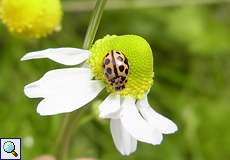 Sechzehnpunkt-Marienkäfer (Sixteen-spot Ladybird, Tytthaspis sedecimpunctata)