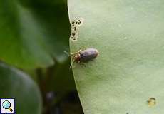 Seerosenblattkäfer (Water-lily Beetle, Galerucella nymphaeae)