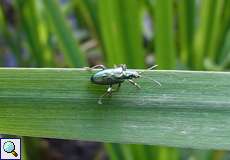 Seidiger Rohrkäfer (Leaf Beetle, Plateumaris sericea)