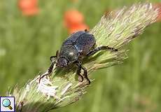 Silbriger Purzelkäfer (Hoplia philanthus)
