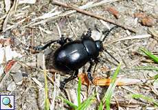 Tatzenkäfer (Bloody-nose Beetle, Timarcha tenebricosa)