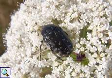 Trauer-Rosenkäfer (White-spotted Rose Beetle, Oxythyrea funesta)