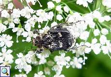 Männlicher Stolperkäfer (Valgus hemipterus)