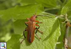 Variabler Weichkäfer (Soldier Beetle, Cantharis livida)