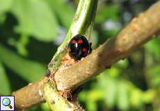 Vierfleckiger Kugelmarienkäfer (Pine Ladybird, Exochomus quadripustulatus)