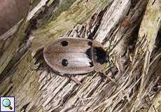 Vierpunkt-Aaskäfer (Burying Beetle, Xylodrepa quadripunctata)
