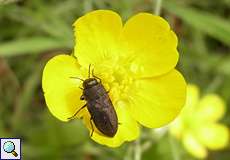 Vierpunktiger Kiefernprachtkäfer (Jewel Beetle, Anthaxia quadripunctata)