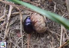 Violetter Blattkäfer (Green Beetle, Chrysolina sturmi)