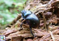 Waldmistkäfer (Dor Beetle, Anoplotrupes stercorosus)