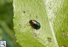 Weiden-Erdfloh (Willow Flea Beetle, Crepidodera aurata)
