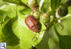 Weißdornblattkäfer (Hawthorn Leaf Beetle, Lochmaea crataegi)