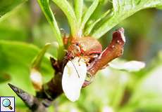 Weißdornblattkäfer (Hawthorn Leaf Beetle, Lochmaea crataegi)