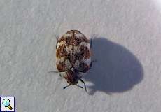 Wollkrautblütenkäfer (Varied Carpet Beetle, Anthrenus verbasci)