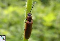 Zahnhalsiger Schnellkäfer (Click Beetle, Denticollis linearis)
