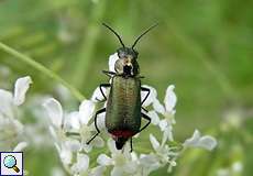 Zweifleckiger Zipfelkäfer (Common Malachite Beetle, Malachius bipustulatus)