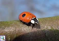 Zweipunkt-Marienkäfer (Two-spotted Lady Beetle, Adalia bipunctata)