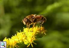 Mittlere Keilfleckschwebfliege (Eristalis interrupta) im Königsforst