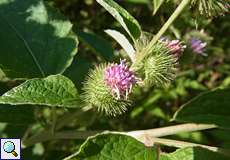 Blüte der Großen Klette (Arctium lappa) im Königsforst