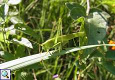 Männliches Grünes Heupferd (Tettigonia viridissima) im Königsforst