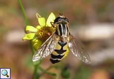 Gemeine Sumpfschwebfliege (Helophilus pendulus) im Königsforst