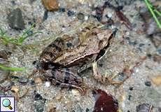 Grasfrosch (Rana temporaria) im Königsforst