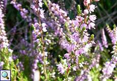 Besenheide (Calluna vulgaris) im Königsforst