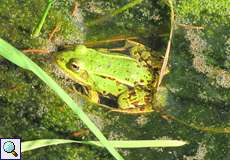 Teichfrosch (Pelophylax esculentus) im Königsforst