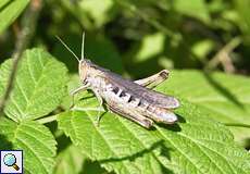 Nachtigall-Grashüpfer (Chorthippus biguttulus) im Königsforst