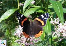 Admiral (Vanessa atalanta) im Königsforst