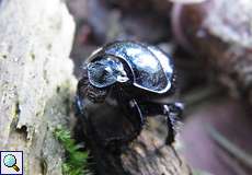 Waldmistkäfer (Anoplotrupes stercorosus) im Königsforst