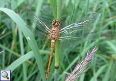 Blutrote Heidelibelle (Ruddy Darter, Sympetrum sanguineum)