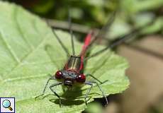 Männliche Frühe Adonislibelle (Large Red Damselfly, Pyrrhosoma nymphula)