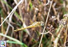 Weibliche Frühe Heidelibelle (Red-veined Darter, Sympetrum fonscolombii)