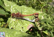 Große Heidelibellen (Common Darter, Sympetrum striolatum) bei der Paarung