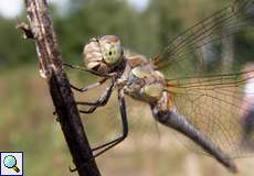 Weibliche Heidelibelle (Common Darter, Sympetrum striolatum)