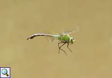 Weibliche Große Königslibelle (Emperor Dragonfly, Anax imperator)