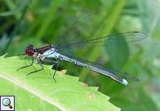 Männliches Großes Granatauge (Red-eyed Damselfly, Erythromma najas)