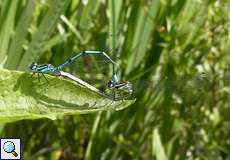 Zwei Hufeisen-Azurjungfern (Azure Damselfly, Coenagrion puella) bilden ein Paarungsrad