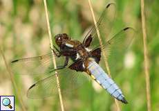 Plattbauch (Broad-bodied Chaser, Libellula depressa)