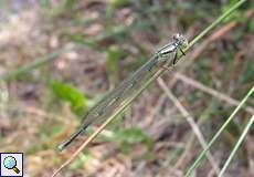 Weibliche Pokaljungfer (Blue-eye, Erythromma lindenii)