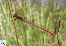 Männliche Scharlachlibelle (Small Red Damselfly, Ceriagrion tenellum)